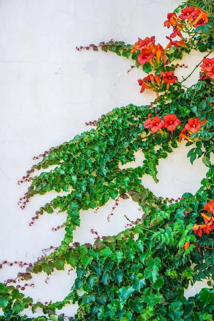 Green ivy on white wall