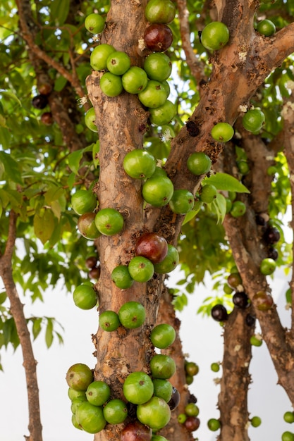 Green jaboticabas on the tree. vertical plane