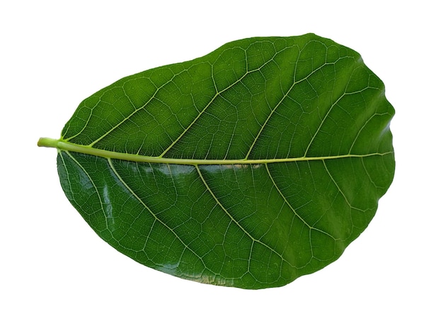 Green Jackfruit leaf Isolated on white background