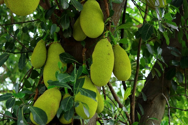 Photo green jackfruit on the tree