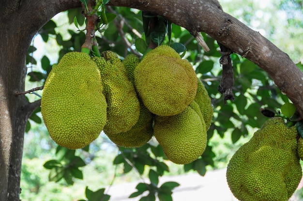 Green Jackfruit