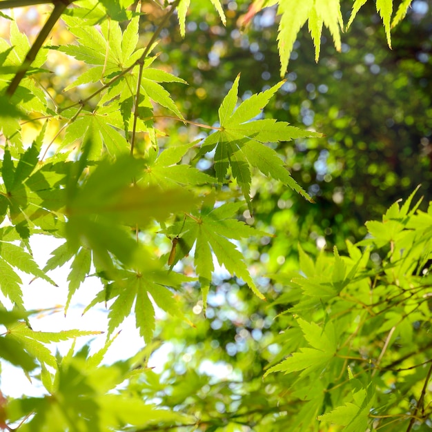 Green Japanese Maple leaves before Autumn.