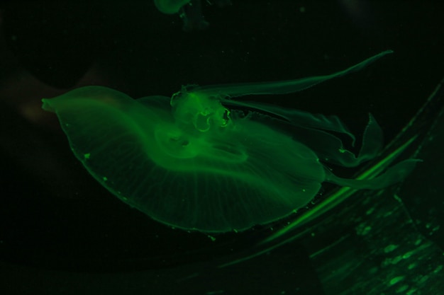 Green jellyfish floating on dark background