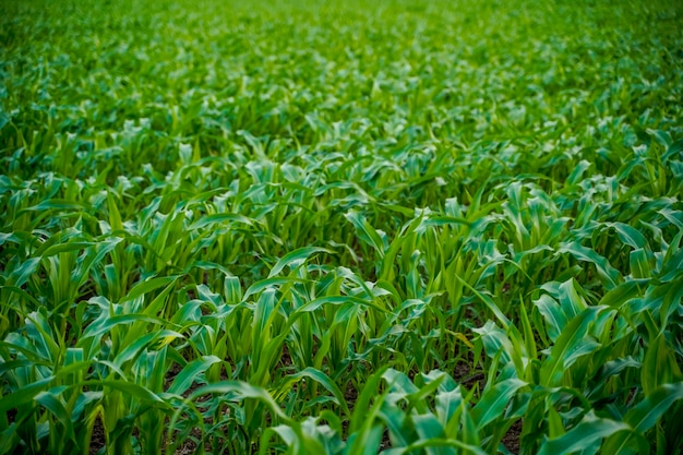 Green jowar or sorghum agriculture field.