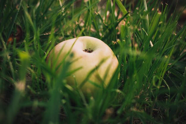 Green juicy apple lies in the grass in summer