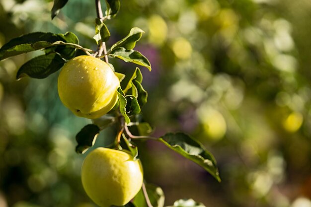 Green juicy apples hang on branches on a tree on a blue sky background