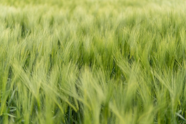 Green juicy ears of wheat incredible wildlife