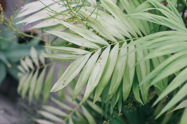 温室条件で緑のジューシーな新鮮な植物