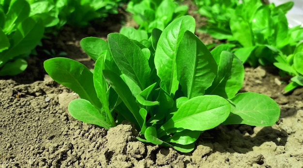 Green juicy lettuce leaves grow in the garden