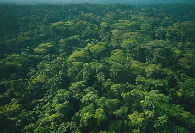 Foto la giungla verde dell'amazzonia