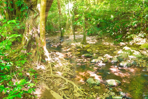 Green jungle forest nature landscape