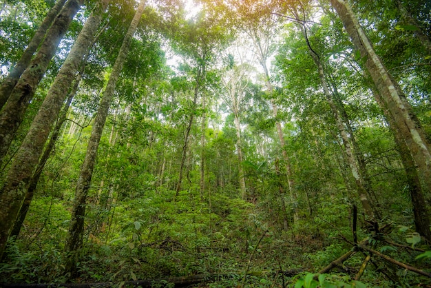 Green jungle tree with green leaves and sun light and plant detail nature in the forest