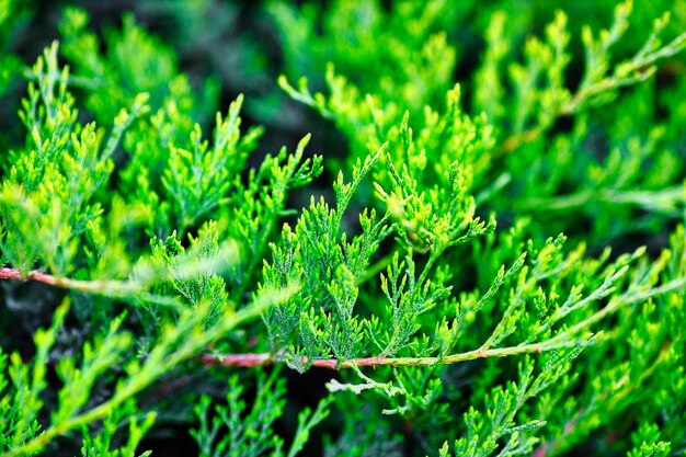 Green juniper branches close up in the sunlight Natural solid background