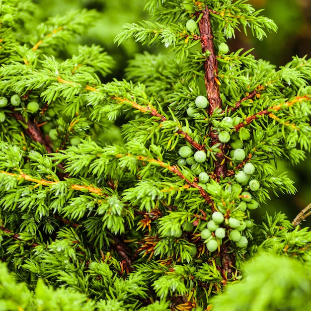 Green juniper's berries on the branches in the forest