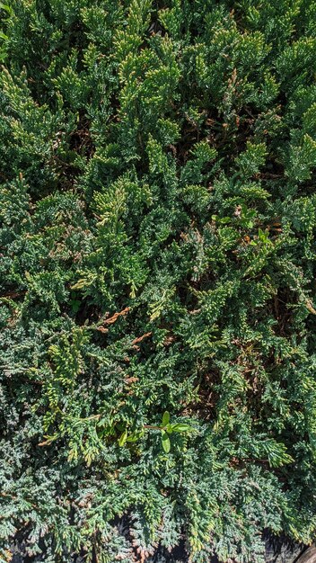 Green juniper under sunlight in summer