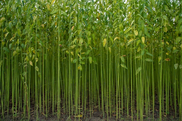 Green jute Plantation field. Raw Jute plant Texture background