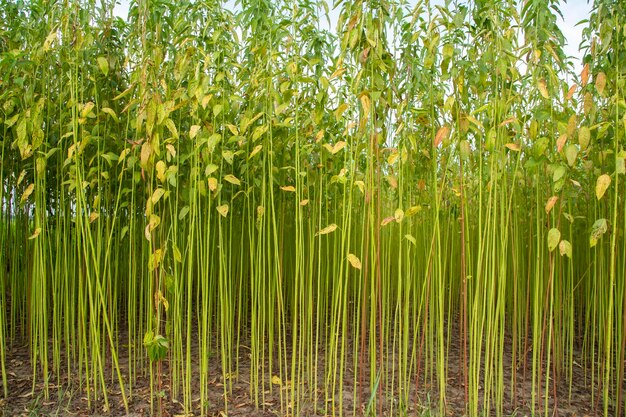 Green Jute Plantation Field. Raw Jute Plant Texture Background