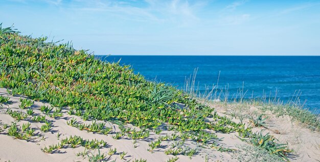 Green karkalla by Platamona shore