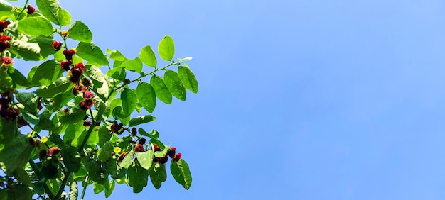 Photo green katuk leaves with a sky background