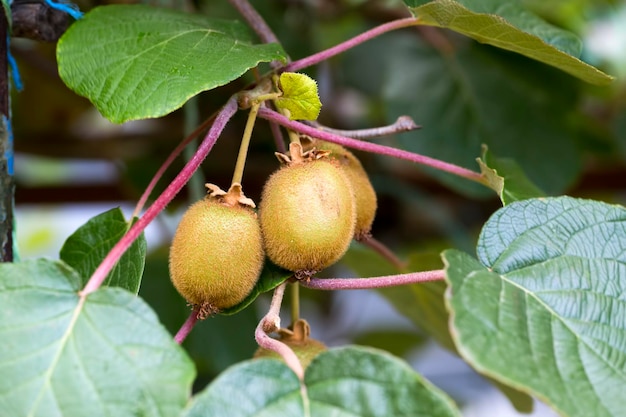 Photo green kiwis ripen on a tree. kiwis on a branch. healthy. rich in vitamins.