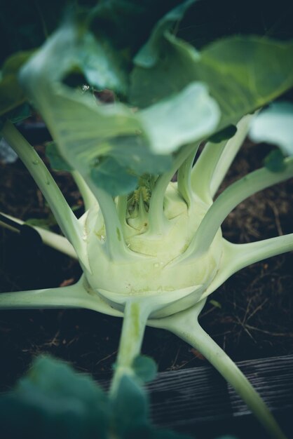 Green kohlrabi cabbage