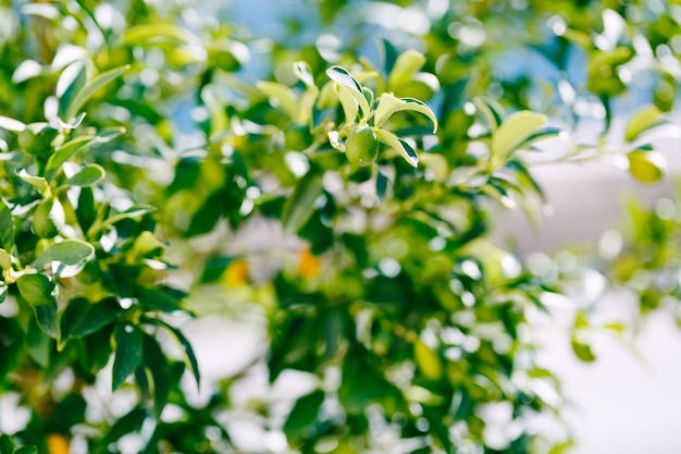 Green kumquat fruit or fortunella on a tree