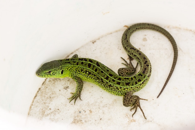 Lacerta viridis verde, lacerta agilis è una specie di lucertola del genere lucertole verdi.