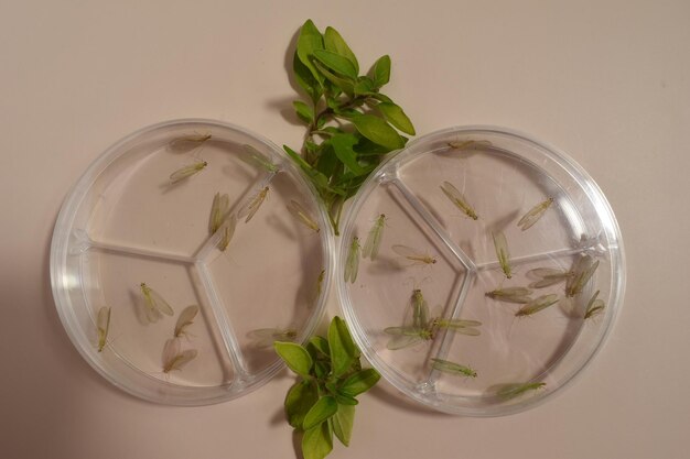 Photo green lacewings on a petri dish