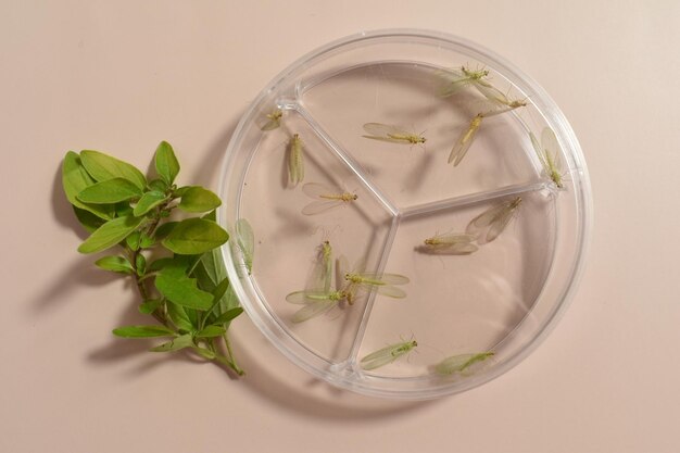 Photo green lacewings on a petri dish