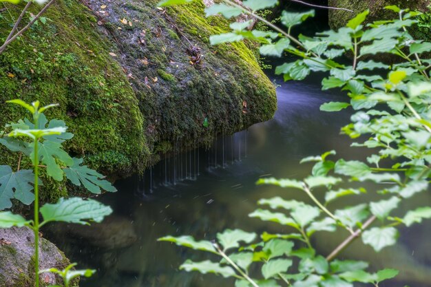 A green lagoon in a wild forest