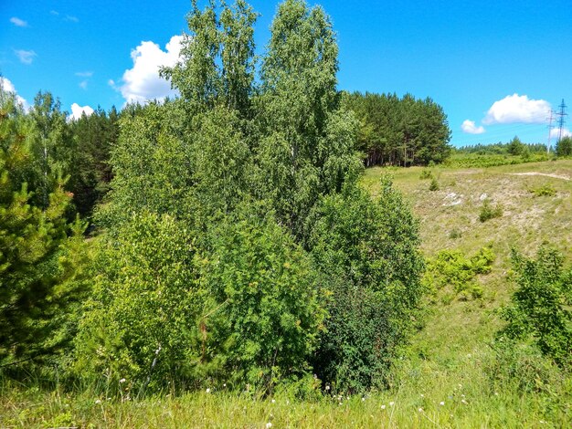 Photo green landscape in the forest