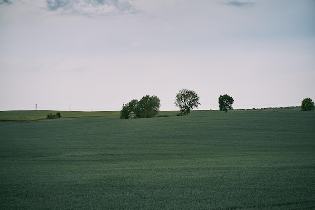 Green landscape of a rural area Countryside agriculture view