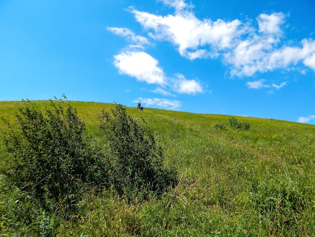 夏の緑の風景