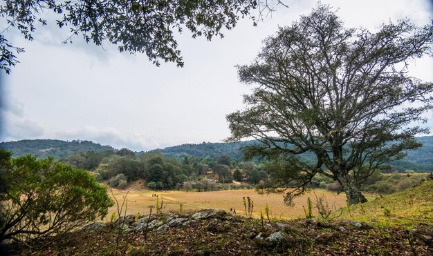 Green landscape with oaks and forest trees