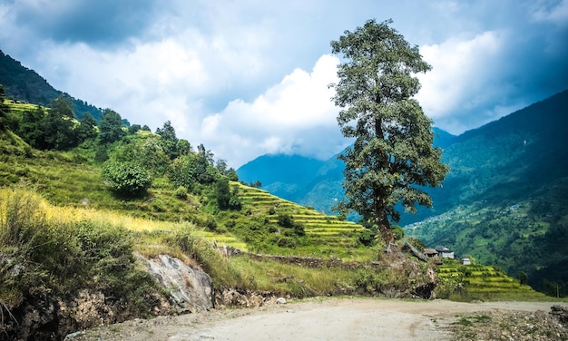 Green landscape with path tree in nepal