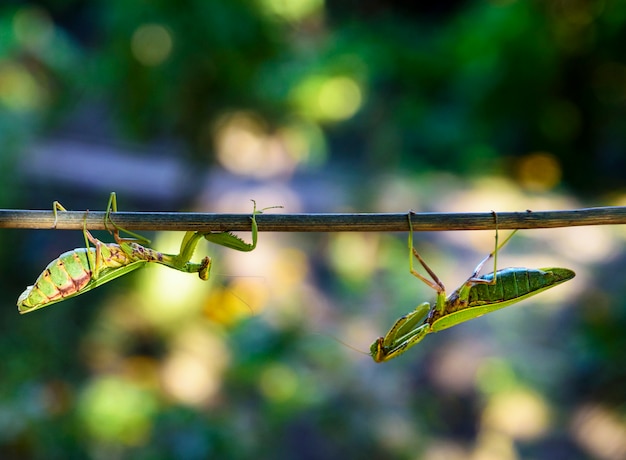 Green large praying mantis crawling along the branch