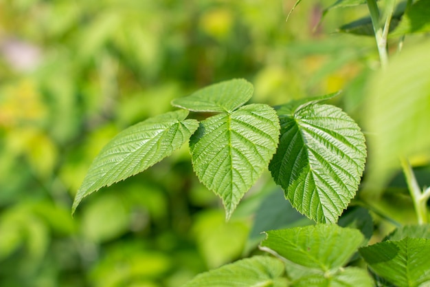 Green large raspberry leaf in the garden