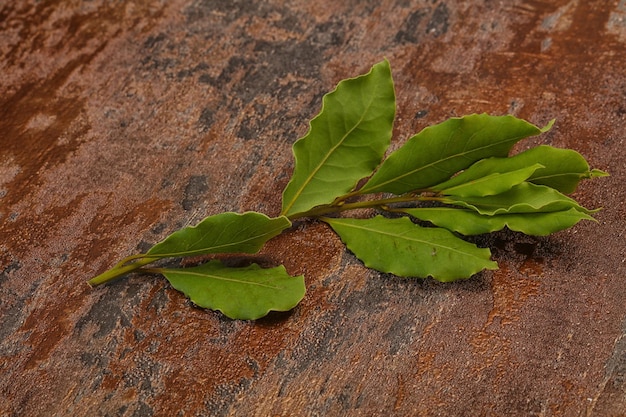 Green laurel leaves on the branch