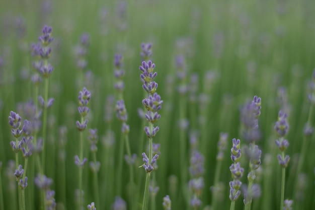 Green lavender purple flowers Blue flowers