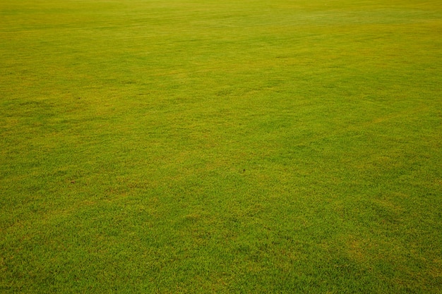 Green lawn after rain