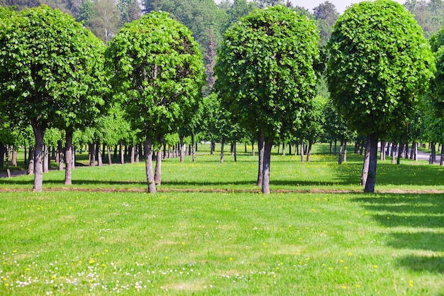 Фото Зеленый газон и ряд деревьев