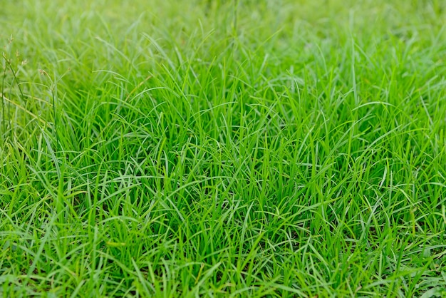 Green lawn for background. Nature.