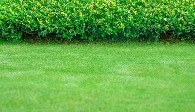 Photo green lawn background