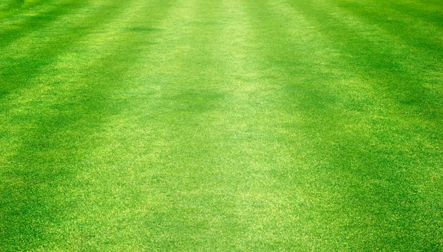 Green lawn background