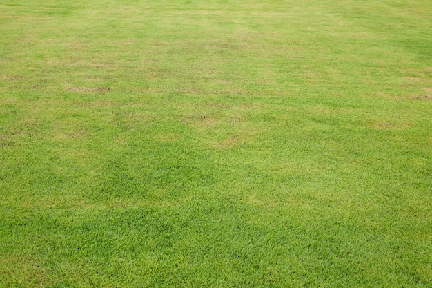 Photo green lawn background