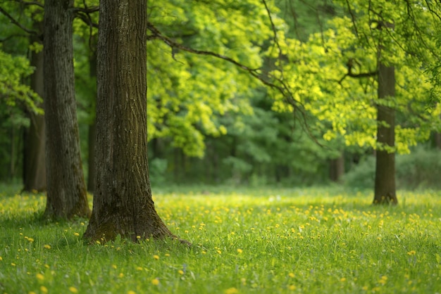 Prato verde nel parco cittadino sotto la luce del sole. calda giornata estiva