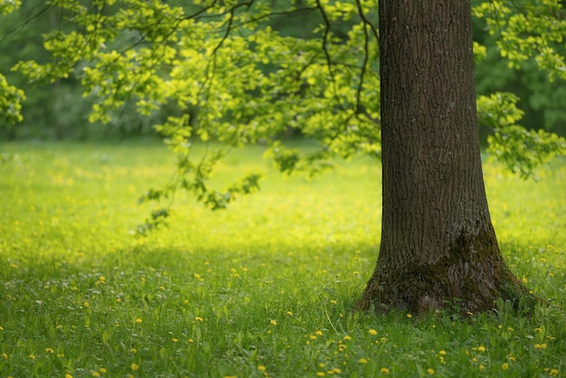 Green lawn in city park