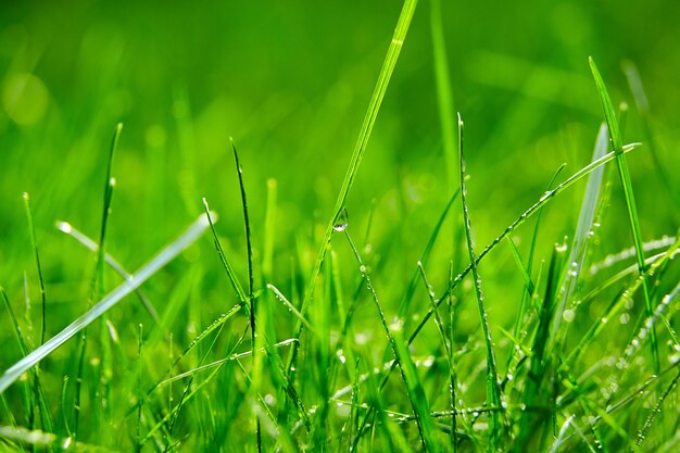 新鮮な春の葉に水滴と緑の芝生の草