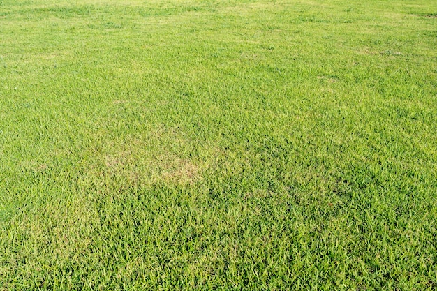 Green Lawn Grasses In Summer For Background