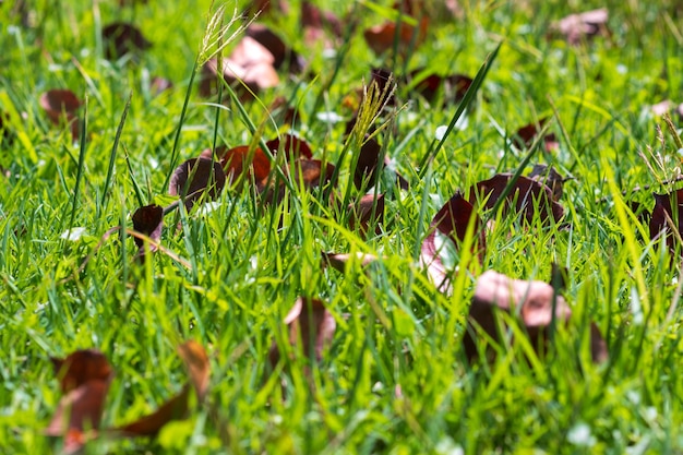 Green lawn have dry leaves mixed in the spring background.